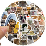 Meme Cats Stickers