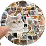 Meme Cats Stickers